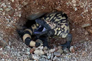 Heloderma: Gila monster -Heloderma suspectum - Sonoran desert - Arizona