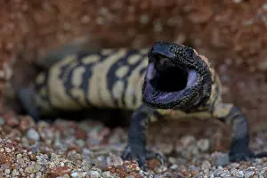 Heloderma: Gila monster -Heloderma suspectum - Sonoran desert - Arizona