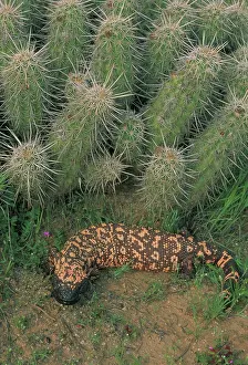 Gila Monster -in Saguaro cactus "boot"