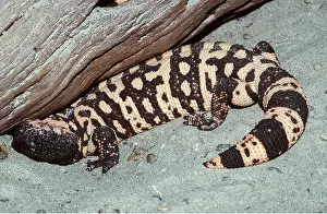 Monsters: GILA MONSTER (LIZARD)