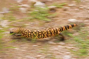 Heloderma: Gila Monster - In motion. One of only two venomous