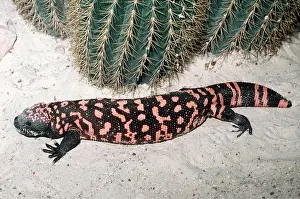 Mary Clay: GILA MONSTER - NEAR CACTUS