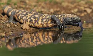 Thirst: Gila monster quenching its thirst in southern Arizona