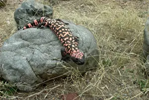 Heloderma: Gila Monster - On rock