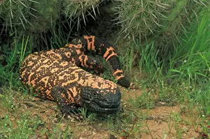 Heloderma: Gila Monster - in Saguaro cactus 'boot'