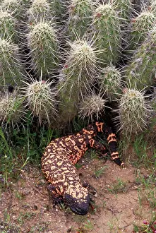 Heloderma: Gila Monster - in Saguaro cactus 'boot'