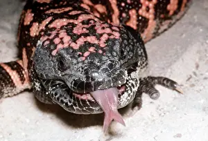Mary Clay: GILA MONSTER - showing fork tongue