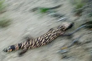 Heloderma: Gila Monster - One of only two venomous lizards