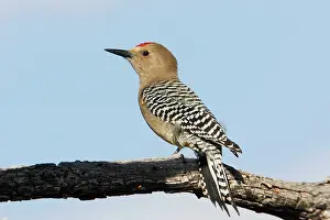 Uropygialis: Gila Woodpecker