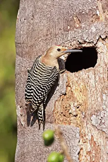 Uropygialis: Gila Woodpecker