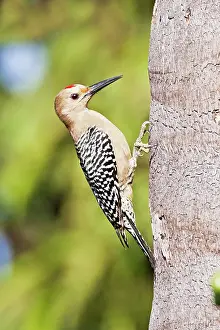 Uropygialis: Gila Woodpecker