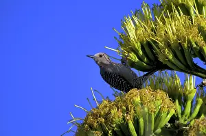 Uropygialis: Gila Woodpecker