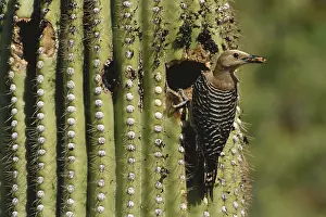 Uropygialis: Gila Woodpecker