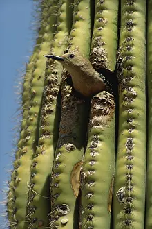 Uropygialis: Gila Woodpecker