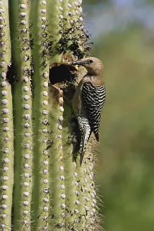 Uropygialis: Gila Woodpecker