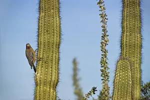 Pipe: Gila Woodpecker