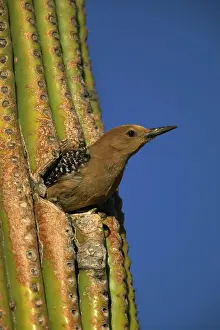 Uropygialis: Gila Woodpecker - Appearing from nest hole