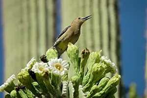 Uropygialis: Gila Woodpecker - Calling and feeding on nectar