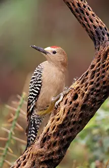 Uropygialis: Gila Woodpecker - On Cholla Cactus