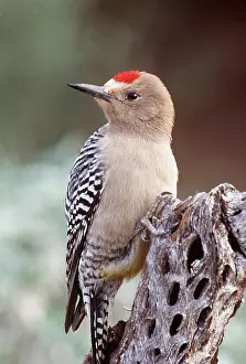Cholla: GILA WOODPECKER - on cholla cactus