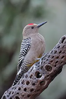 Uropygialis: Gila Woodpecker - on dead cholla cactus