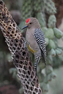 Uropygialis: Gila Woodpecker - on dead cholla cactus