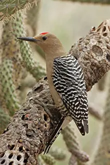 Uropygialis: Gila Woodpecker - on dead cholla cactus