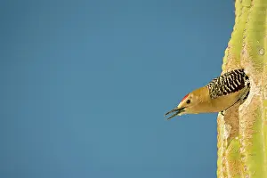 Uropygialis: Gila Woodpecker - Emerging from nest in Saguaro cactus