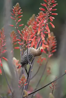 Vera: Gila Woodpecker - feeding on nectar in Aloe Vera blossoms