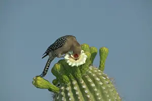 Uropygialis: Gila Woodpecker - Feeding on nectar and insects from