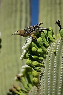 Uropygialis: Gila Woodpecker - feeding on nectar and insects