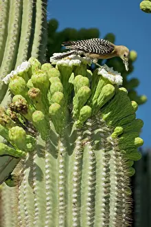 Uropygialis: Gila Woodpecker - Feeding on nectar and insects