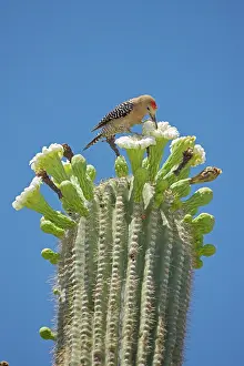 Uropygialis: Gila Woodpecker - Feeding on nectar and insects