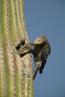 Uropygialis: Gila Woodpecker - Feeding young at