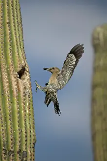 Arriving: Gila Woodpecker - in flight, arriving at nest with
