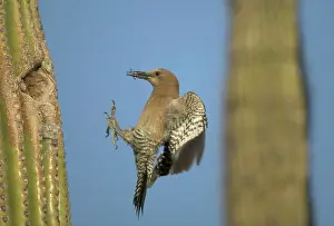Arriving: Gila Woodpecker - in flight, arriving at nest in Cactus