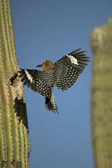 Arriving: Gila Woodpecker - in flight, arriving at nest in Cactus
