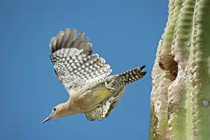 Uropygialis: Gila Woodpecker - In flight emerging from nest