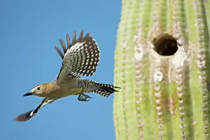 Uropygialis: Gila Woodpecker - In flight emerging from nest