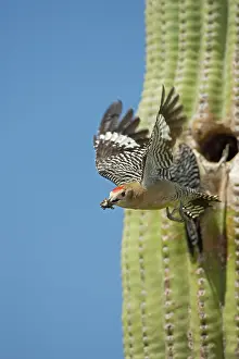 Uropygialis: Gila Woodpecker - In flight emerging from nest