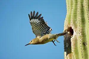 Uropygialis: Gila Woodpecker - In flight emerging from nest