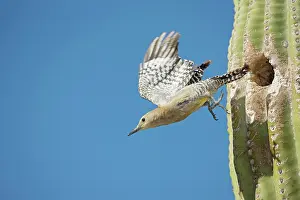 Uropygialis: Gila Woodpecker - In flight emerging from nest