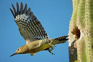 Uropygialis: Gila Woodpecker - In flight emerging from nest