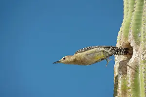 Uropygialis: Gila Woodpecker - In flight emerging from nest