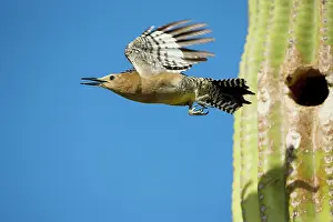 Uropygialis: Gila Woodpecker - In flight emerging from nest
