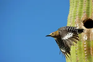 Uropygialis: Gila Woodpecker - In flight emerging from nest