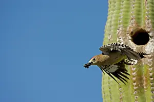 Uropygialis: Gila Woodpecker - In flight with food in mouth