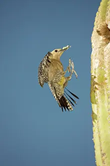 Uropygialis: Gila Woodpecker - In flight landing on nest in