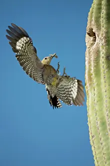 Uropygialis: Gila Woodpecker - In flight landing on nest in
