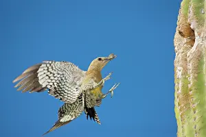 Uropygialis: Gila Woodpecker - In flight Landing on nest in